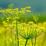 Abbildng: Platzhalter